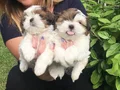 Orjinal Shih Tzu Bebekler