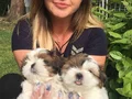 Orjinal Shih Tzu Bebekler