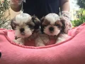 Orjinal Shih Tzu Bebekler