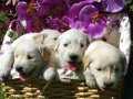 Golden Retriever Yavrularımız 