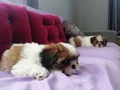 Mükemmel Shih Tzu Bebekler