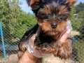 Mini boy Yorkshire Terrier Yavrularimiz