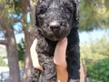 Apricot Siyah Poodle yavrularimiz