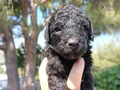 Apricot Siyah Poodle yavrularimiz