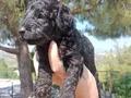 Apricot Siyah Poodle yavrularimiz