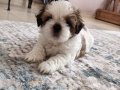 Mükemmel Renkler Shih Tzu Bebekler 