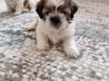 Mükemmel Renkler Shih Tzu Bebekler 