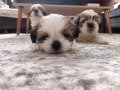 Mükemmel Renkler Shih Tzu Bebekler 