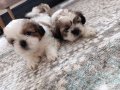 Mükemmel Renkler Shih Tzu Bebekler 