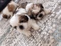 Mükemmel Renkler Shih Tzu Bebekler 