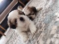 Mükemmel Renkler Shih Tzu Bebekler 