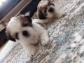 Mükemmel Renkler Shih Tzu Bebekler 