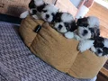 Mükemmel Shih Tzu Bebeklerim
