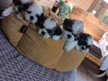 Mükemmel Shih Tzu Bebeklerim