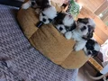Mükemmel Shih Tzu Bebeklerim