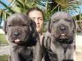 İtalyan Mastiff Blue Erkek Corso Bebekler 