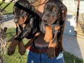 A Kalite King Doberman Yavrularımız   