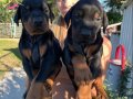 A Kalite King Doberman Yavrularımız   