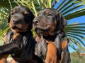 A Kalite King Doberman Yavrularımız   