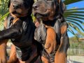 A Kalite King Doberman Yavrularımız   