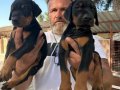 King Doberman yavrularımız 