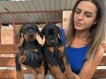 King Doberman yavrularımız 