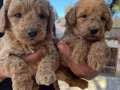 Mükemmel Poodle Bebeklerim