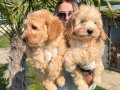Mükemmel Maltipoo Bebeklerimiz 