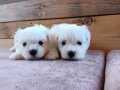 Mini boy Karr beyaz Maltese bebeklerim