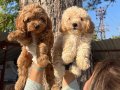 Apricot ve Red Poodle yavrularımız