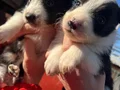 Border Collie Dişi yavrularımız 