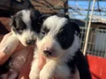 Border Collie Dişi yavrularımız 