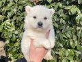 Samoyed Bebeklerimiz