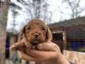 Red Poodle Erkek Bebek