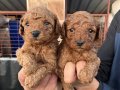 Toy Poodle Yavrularımız ırk ve sağlık garantili bebekler