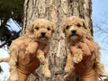 Mükemmel Maltipoo Bebeklerimiz