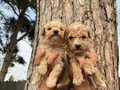 Mükemmel Maltipoo Bebeklerimiz
