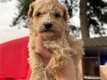 Mükemmel Maltipoo Bebeklerimiz