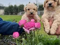 Irkının en güzelii Maltipoo bebekler
