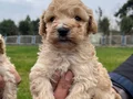 Irkının en güzelii Maltipoo bebekler