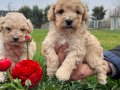 Irkının en güzelii Maltipoo bebekler