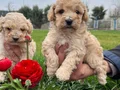 Irkının en güzelii Maltipoo bebekler