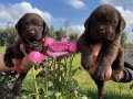  Mükemmel kalitede çikolata Labrador