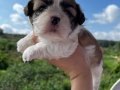 Mükemmel renklerde Shih tzu kız bebek