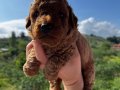 Red Apricot Poodle Bebeklerim