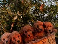 Mükemmel renklerde Poodle Bebeklerimiz