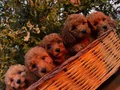 Mükemmel renklerde Poodle Bebeklerimiz