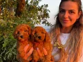 Mükemmel renklerde Poodle Bebeklerimiz