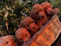 Mükemmel renklerde Poodle Bebeklerimiz