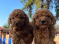 Red Toy Poodle Bebeklerimiz